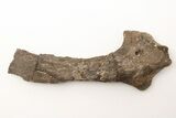 Fossil Mosasaur (Clidastes) Pubis Bone - Kansas #197613-1